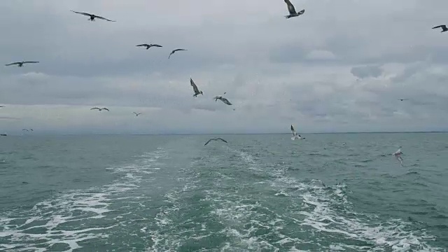 一艘船跟随海鸥飞过泡沫航迹在一艘游轮的船尾视频素材