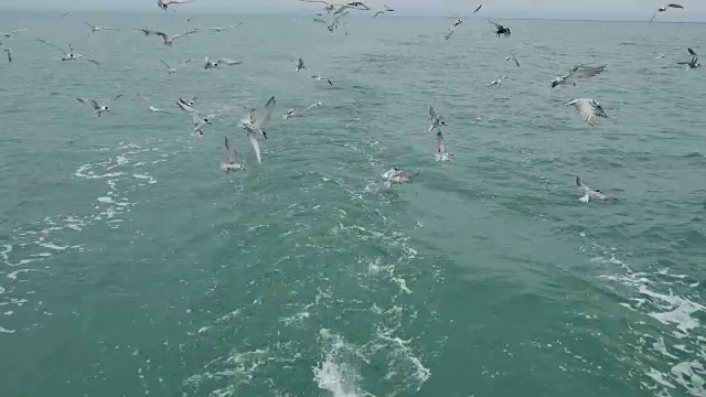 一艘船跟随海鸥飞过泡沫航迹在一艘游轮的船尾视频素材