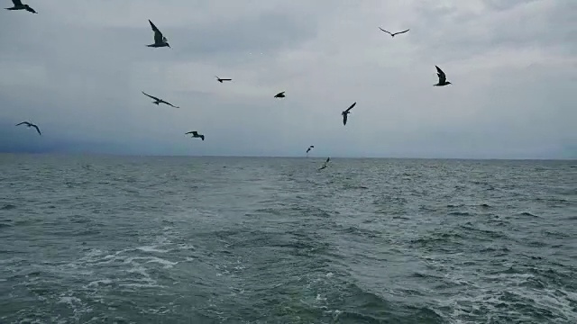 一艘船跟随海鸥飞过泡沫航迹在一艘游轮的船尾视频素材