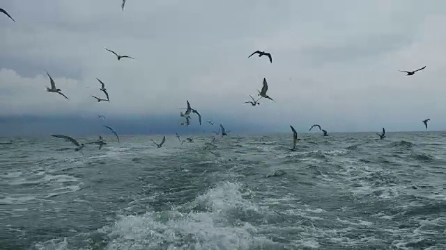 一艘船跟随海鸥飞过泡沫航迹在一艘游轮的船尾视频素材