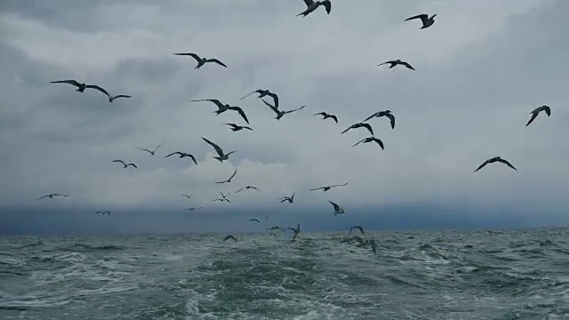 一艘船跟随海鸥飞过泡沫航迹在一艘游轮的船尾视频素材