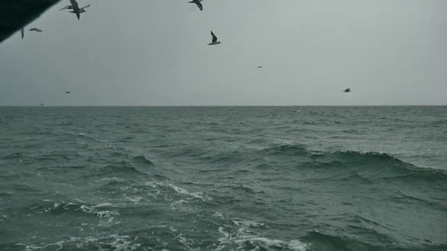 一艘船跟随海鸥飞过泡沫航迹在一艘游轮的船尾视频素材