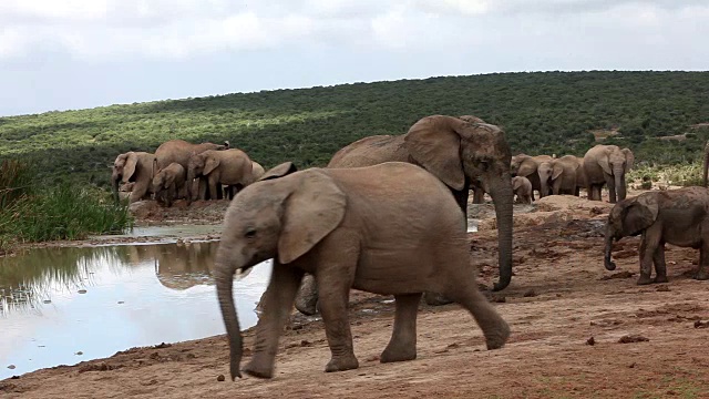 水坑里的非洲象(Loxodonta africana)，阿多大象国家公园，南开普敦，南非视频素材