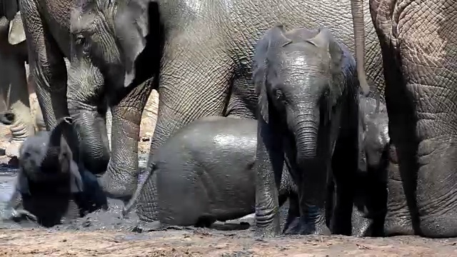 小非洲象(Loxodonta africana)在水坑，阿多大象国家公园，南开普敦，南非视频素材