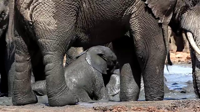 小非洲象(Loxodonta africana)在水坑里玩耍，阿多大象国家公园，南开普敦，南非视频素材