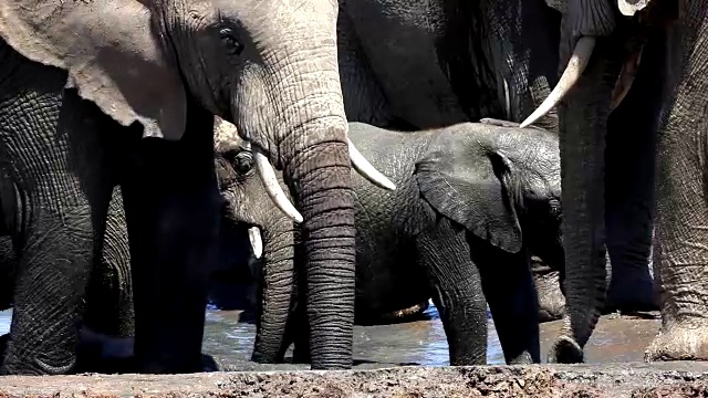 小非洲象(Loxodonta africana)在水坑里玩耍，阿多大象国家公园，南开普敦，南非视频素材