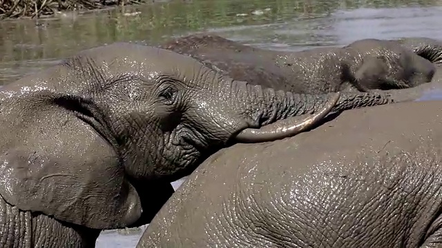 水中的非洲象(Loxodonta africana)，阿多大象国家公园，南开普敦，南非视频素材