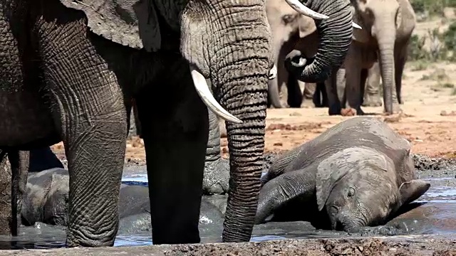 小非洲象(Loxodonta africana)在水坑里玩耍，阿多大象国家公园，南开普敦，南非视频素材