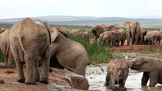 水中的非洲象(Loxodonta africana)，阿多大象国家公园，南开普敦，南非视频素材