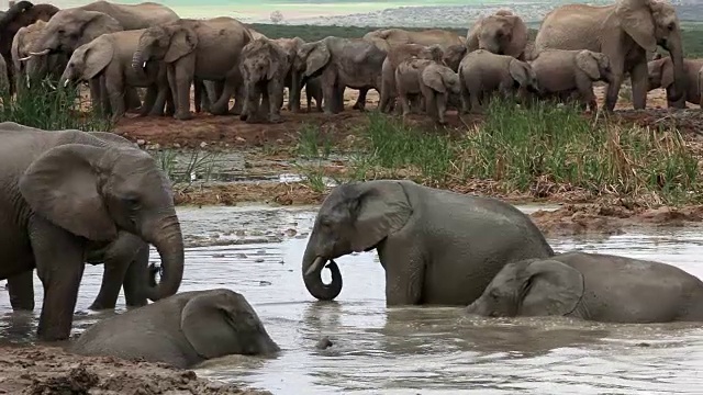 水中的非洲象(Loxodonta africana)，阿多大象国家公园，南开普敦，南非视频素材