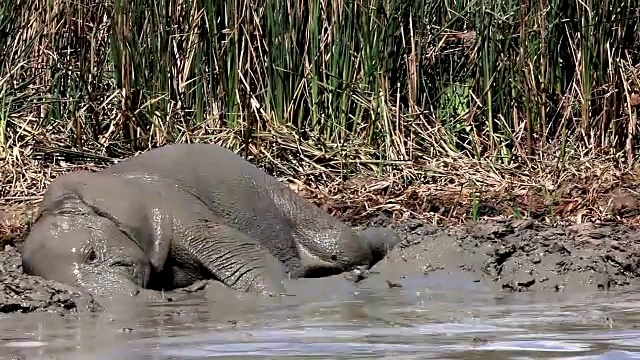 非洲大象(Loxodonta africana)泥浴，阿多大象国家公园，南开普，南非视频素材