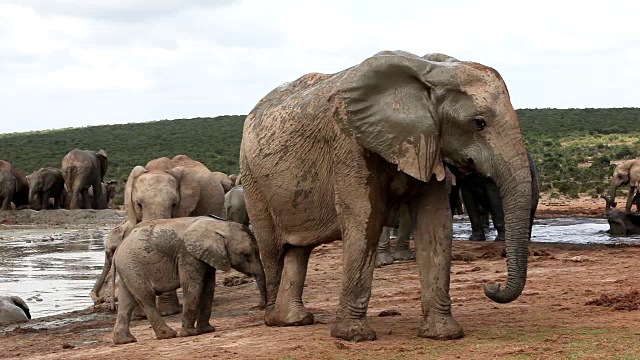 非洲象(Loxodonta africana)和幼象在水坑，阿多大象国家公园，南开普，南非视频素材