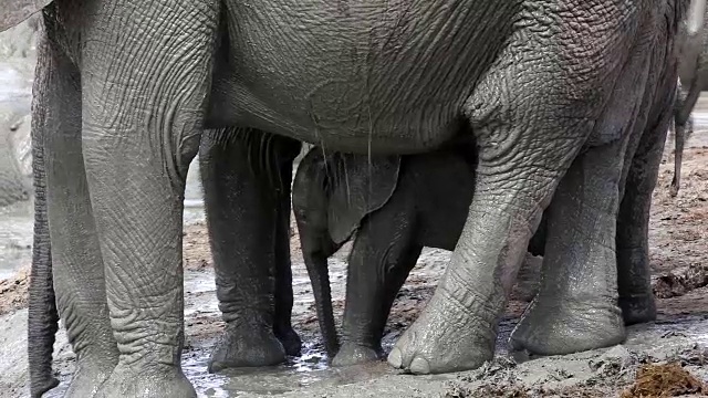 小非洲象(Loxodonta africana)和妈妈在水坑，阿多大象国家公园，南开普敦，南非视频素材