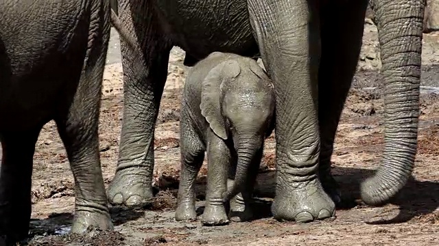 小非洲象(Loxodonta africana)摩擦妈妈的腿，阿多大象国家公园，南开普敦，南非视频素材