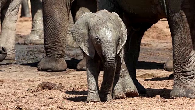 小非洲象(Loxodonta africana)，阿多象国家公园，南开普敦，南非视频素材