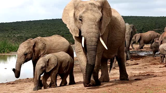 水坑里的非洲象(Loxodonta africana)，阿多大象国家公园，南开普敦，南非视频素材