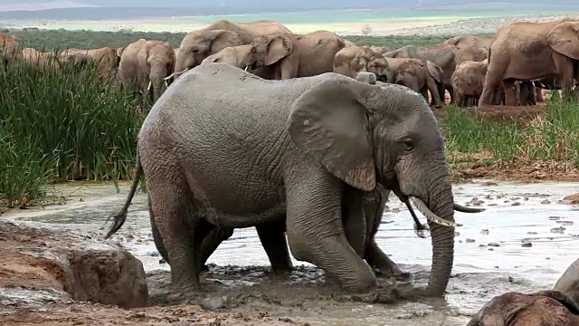 非洲象(Loxodonta africana)与无线电项圈泥浴，阿多大象国家公园，南开普，南非视频素材