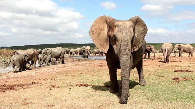 水坑里的非洲象(Loxodonta africana)，阿多大象国家公园，南开普敦，南非视频素材