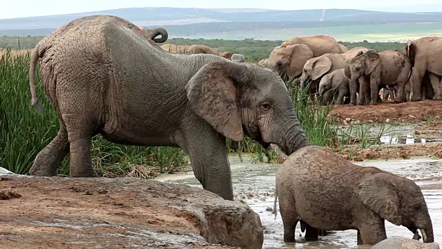 非洲大象(Loxodonta africana)泥浴，阿多大象国家公园，南开普，南非视频素材