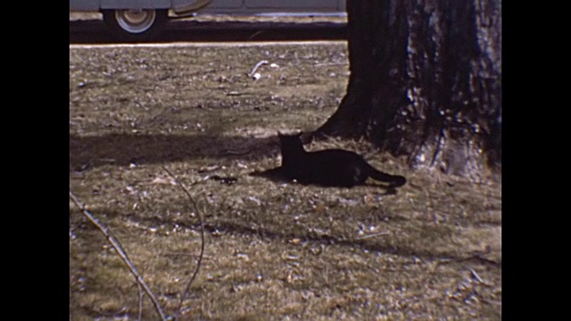 1953年，取笑黑猫的女人视频下载