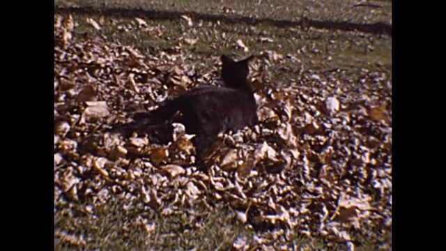 1953猫在树叶中玩耍和逃跑视频素材