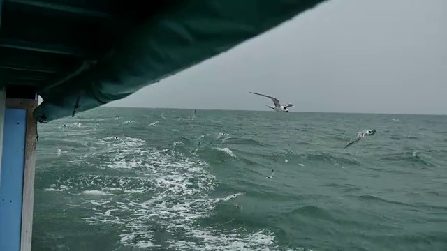 一艘船跟随海鸥飞过泡沫航迹在一艘游轮的船尾视频素材