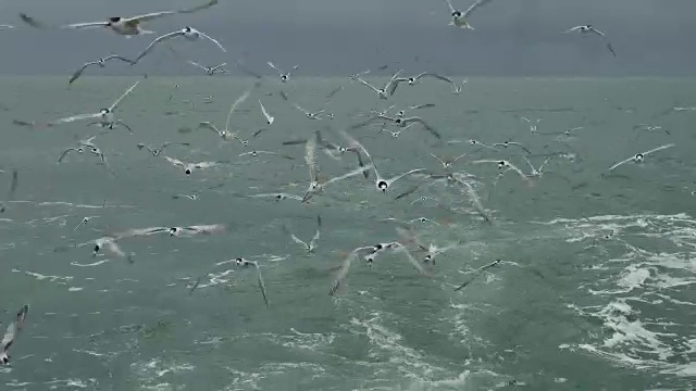 一艘船跟随海鸥飞过泡沫航迹在一艘游轮的船尾视频素材