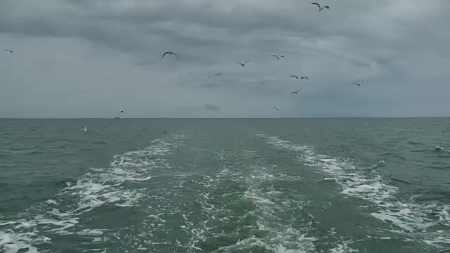 一艘船跟随海鸥飞过泡沫航迹在一艘游轮的船尾视频素材