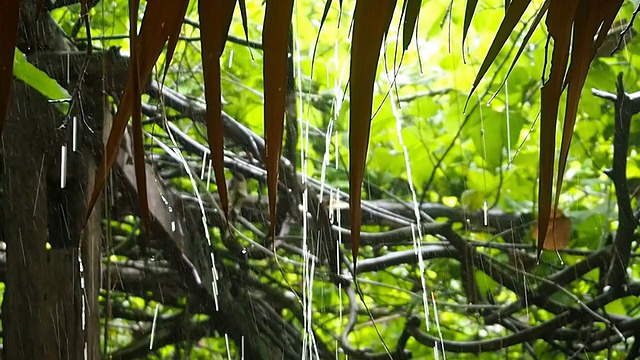 雨滴视频素材