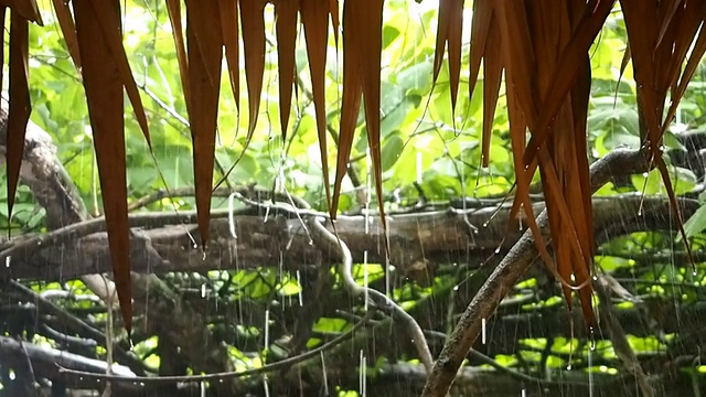 雨从茅草屋顶滴落下来视频素材