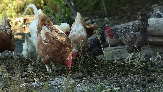 蒙太奇:母鸡和公鸡视频下载