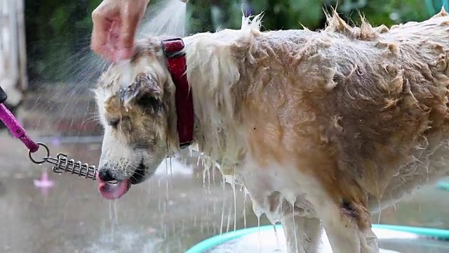 狗狗洗澡视频下载