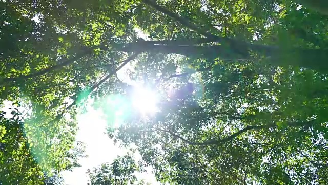 夏天落叶林视频素材