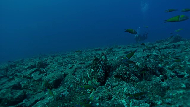 Scuba潜水者视频素材