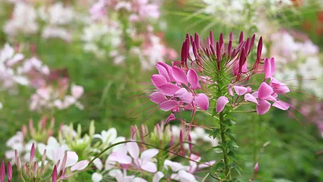 风和花视频下载