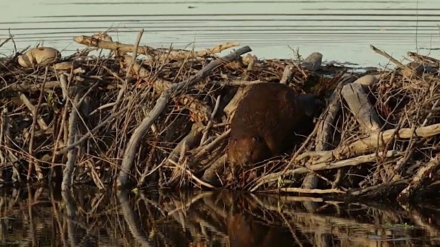 美国海狸(Castor canadensis)走在他的水坝在黄昏视频素材