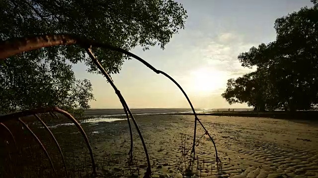 泰国安达曼海退潮时海岸线上美丽的红树林视频素材