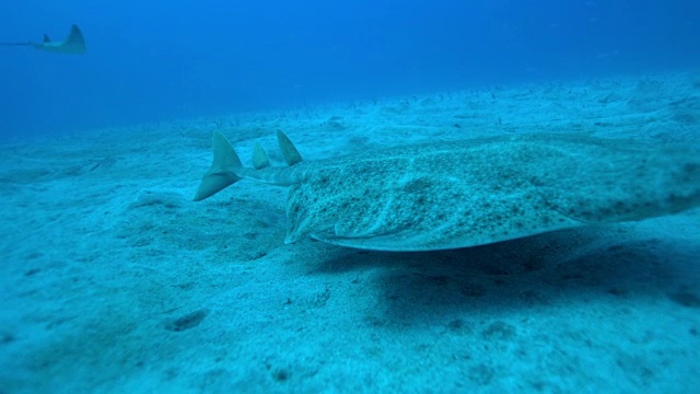 Scuba潜水者视频素材