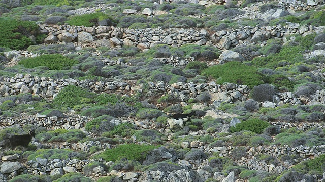 山羊在岩石景观中奔跑的WS AERIAL TS视图/ Karpathos, Dodecanese，希腊视频素材