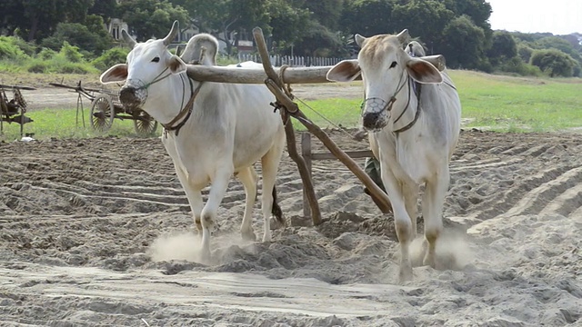 在缅甸曼德勒省蒲甘的Ayeyarwadi河畔，Farmer和白色的公牛在犁地视频素材