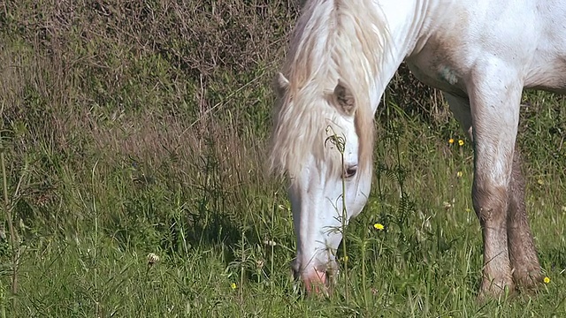 马在草地上吃东西的CU /圣玛丽德拉梅尔，Camargue，法国视频素材