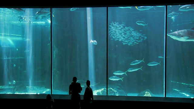 在南非西开普镇的两大洋水族馆，观看鲨鱼缸的WS家庭视图视频素材