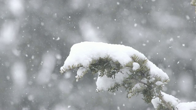 美国印第安纳州，瓦尔帕莱索，雪片飘落在被雪覆盖的杜松树枝上视频素材