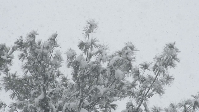 大雪落在松树上的CU镜头/瓦尔帕莱索，印第安纳，美国视频素材