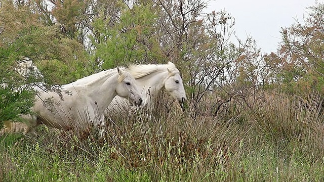 MS TS ZO SLO MO拍摄Camargue Horse, Herd驰过Swamp / Saintes Marie de la Mer, Camargue, France视频素材