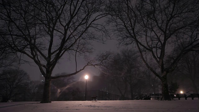 在中央公园下雪与狗跑/曼哈顿，纽约，美国视频素材