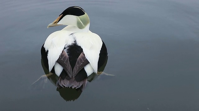 cueider Duck, Somateria mollissima on water / Reykjavi?k,冰岛视频素材