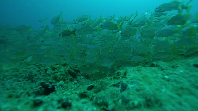 Scuba潜水者视频素材