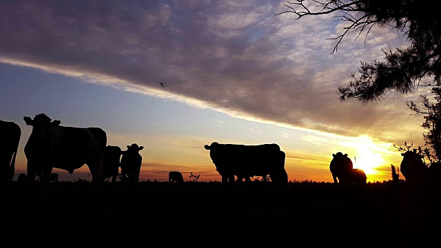 夕阳下田野里奶牛的剪影视频素材