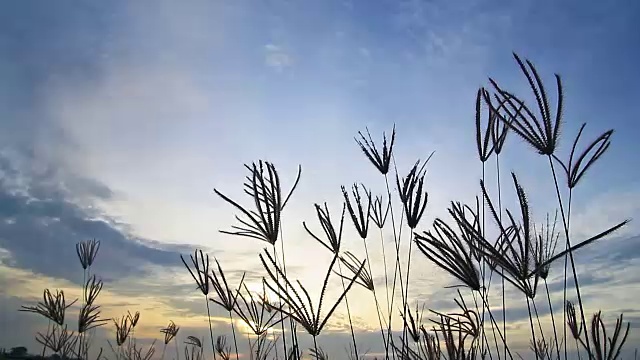 日落时吹草花的剪影视频素材